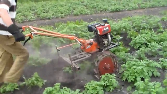Мотоблок Зубр НТ 105. Окучивание картофеля. смотреть онлайн