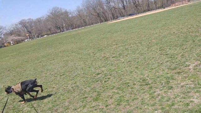 lady and Ace Doberman and Weimaraner Cunningham Park beautiful spring day смотреть онлайн