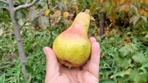 Обзор сортов груш. Часть 3.