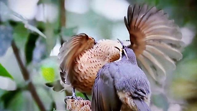 Танец райских птиц . Очень интересно. Видео смотреть онлайн