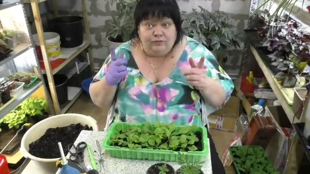 пикировка бархатцев, ампельных петуний. прищика петуний часть 1 смотреть онлайн