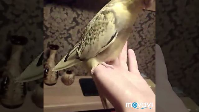 #harizma_ptichka
Яша научился говорить, а Неси оказался Несиком)) смотреть онлайн