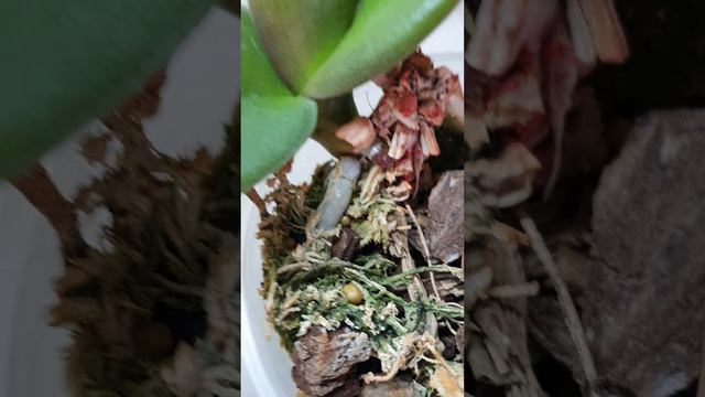Пеньки НЕ ВЫБРАСЫВАЕМ ! Совет подруге смотреть онлайн