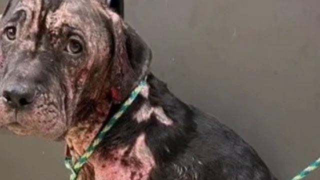 Dog has had the worst life that can be endured but a miracle happens.. смотреть онлайн