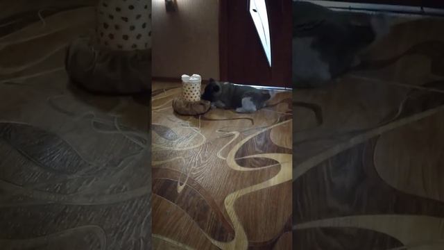 Щенок Американской Акиты!игрушка не по размеру))) смотреть онлайн