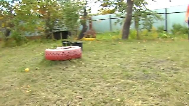 Ларри ищет дом и любящую семью! смотреть онлайн