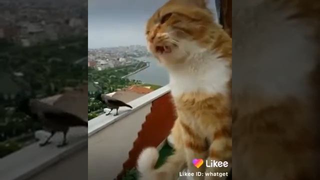 Кот и варона спорят. * смотреть онлайн