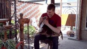 Американский булли. Все о породе от А до Я