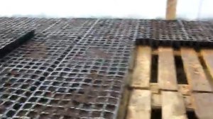 Сахарная кукуруза. Армянск - серия 1. Посев на рассаду. Посев кукурузы.