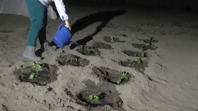 НОЧНЫЕ УВЛЕЧЕНИЯ молодой семьи. Огород после полуночи | Чайники в Деревне смотреть онлайн