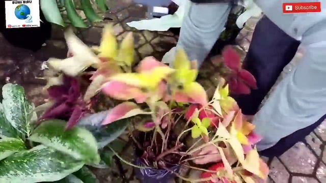 GIVEAWAY TANAMAN HIAS CANTIK BANYAK HARGA EKONOMIS TIPS PERAWATAN TANAMAN SUNDAY MARKET PLANT смотреть онлайн