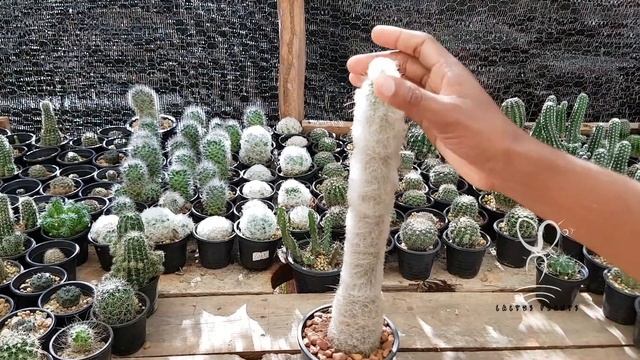 How to Care for an Old Man Cacti | Cephalocereus senilis Cactus смотреть онлайн