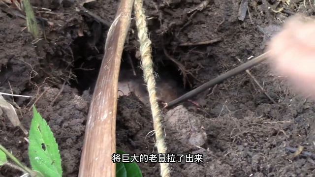 少婦荒野獨居,徒手抓深山大老鼠,再用熊熊炭火將老鼠烤熟,大老鼠肉感猶如烤乳豬!Women catch big rats and roast them to eat! смотреть онлайн