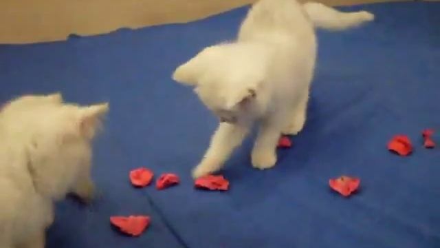 Котята Британской Шиншиллы смотреть онлайн