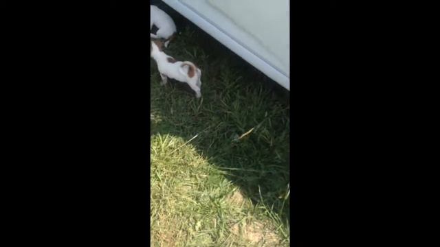 малыши растут Джек Рассел смотреть онлайн