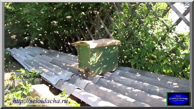 Бродячий рой вселяется в ловушку. Пчеловодство для начинающих. Ловля бродячих роев пчел смотреть онлайн