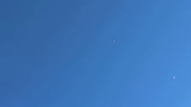 Голуби- бабочки в Татарстане 29.08.2016 год смотреть онлайн