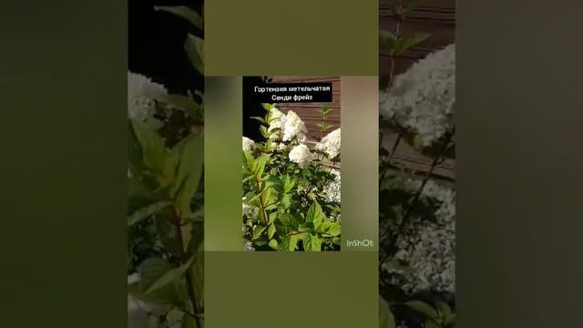 Гортензия метельчатая Сенди фрейз 27 августа 2020 г. смотреть онлайн