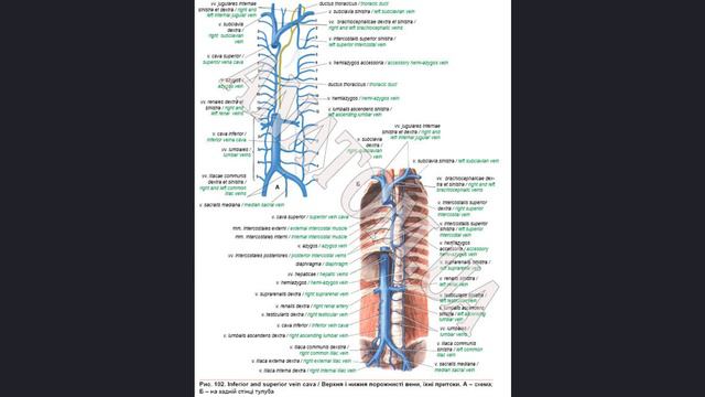 322. Непарна і півнепарна вени - AnatomUa - AUDIO смотреть онлайн