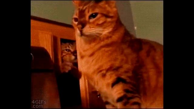 ДЛЯ ВЗРОСЛЫХ +18 Лучшие приколы COUB! FOR ADULTS 18 best jokes COUB! № 015 смотреть онлайн