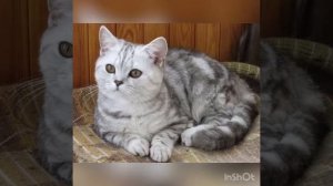 Окрасы британских кошек