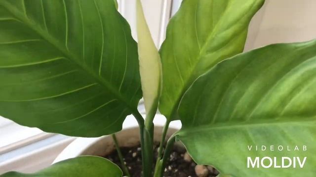 ВЛОГ:ПОКРАСИЛА ВОЛОСЫ/УХОД ЗА ВОЛОСАМИ/ПИРОЖКИ смотреть онлайн