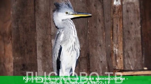 2016 09 07 Серая цапля смотреть онлайн