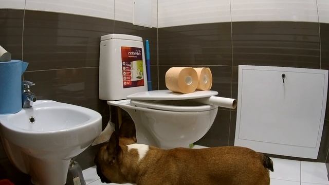 СКРЫТАЯ КАМЕРА. СОБАКИ ПРОСЕКЛИ ПОДСТАВУ и НЕ СТАЛИ... Французский бульдог Жекери и БАНДА смотреть онлайн