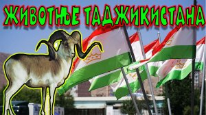 Животные Таджикистана.
