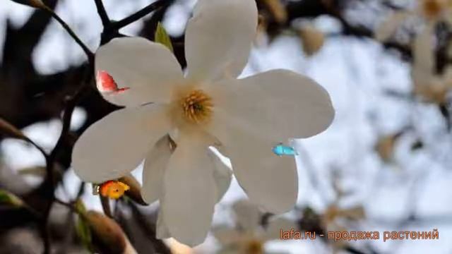 Магнолия обыкновенная Кобус (magnoliya-kobus) ? Кобус обзор: как сажать, саженцы магнолии Кобус смотреть онлайн