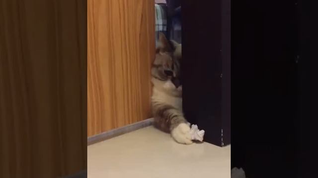 Munchkin Cat Funny Videos 2019 смотреть онлайн