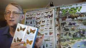 Разведение Бабочек в Домашних Условиях, ЧАСТЬ-1.  Как и Зачем Разводить Бабочек?