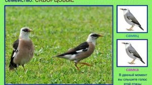 Скворец. Часть 1. Голоса птиц