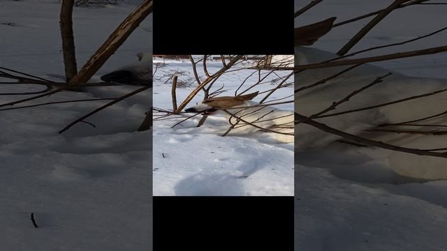 Жестокое нападение собаки на куст