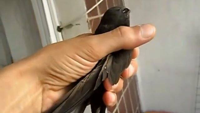 Самая быстрая птица смотреть онлайн