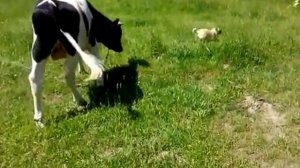 Корова и собака