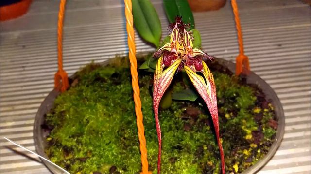 Bulbophyllum fascinator in BLOOM....!!! смотреть онлайн
