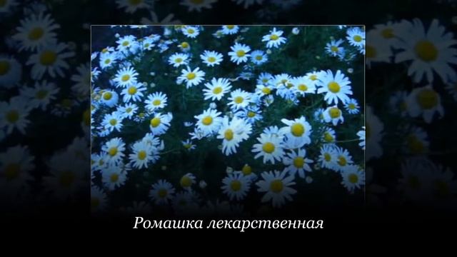 Ромашка лекарственная | Видеомонтаж, создание слайд шоу из фото и видео смотреть онлайн