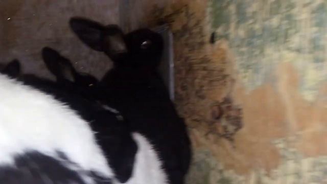 Шторка в маточник для кроликов. Утепление в морозы. смотреть онлайн