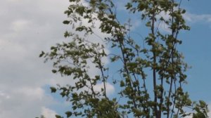 ЧЕРЕМУХА КРАСНОЛИСТНАЯ ШУБЕРТ В ТЕЧЕНИИ ГОДА