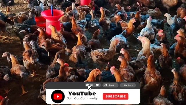 Today Poultry Rate (आज का मुर्गे का रेट) | FFG & FFFG, Broiler Rate | #poultryfarming  #poultryrate
