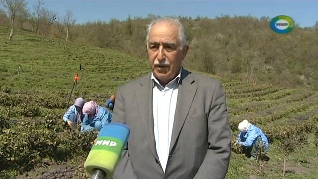 СЕКРЕТЫ АЗЕРБАЙДЖАНСКОГО ЧАЯ смотреть онлайн