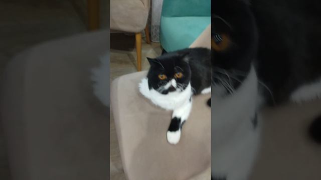 VID-20240907-WA0048.mp4