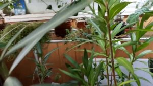 Цветущие и не цветущие, но такие любимые. Комнатные растения