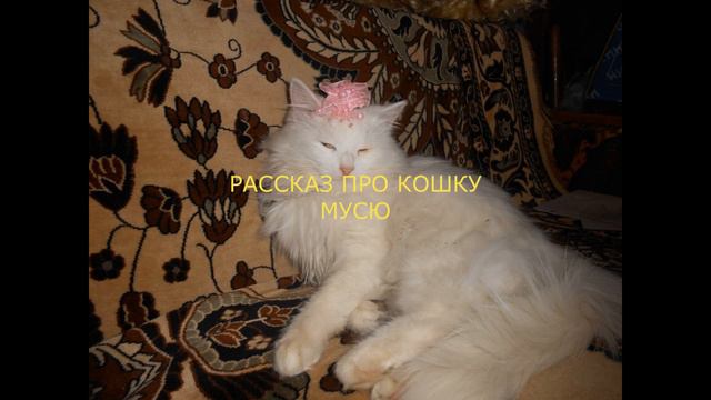 РАССКАЗ ПРО КОШКУ МУСЮ смотреть онлайн