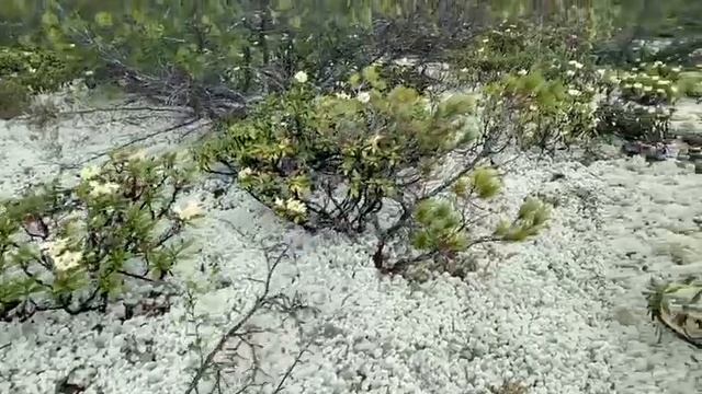 поле Кашкары смотреть онлайн