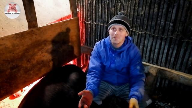 Миллион на свиньях.Отлучка поросят от свиноматки.Обзор супоросной свиноматки породы пьетрен. смотреть онлайн