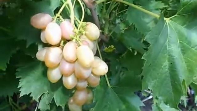 Сорт винограда Кинг руби. смотреть онлайн
