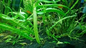 Криптокорина Балансе, коридорасы Штерба и Блек Венесуэла (сентябрь, 2020 г.)