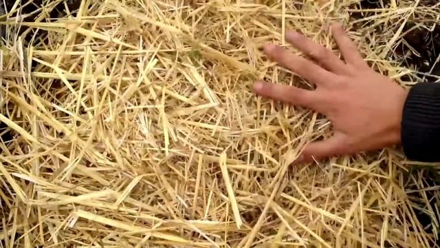 КАК ПРАВИЛЬНО ПРОРАСТИТЬ КАРТОФЕЛЬ ПЕРЕД ВЫСАДКОЙ В ГРУНТ смотреть онлайн